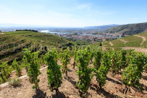 IMG_15084292_Cepage  Le-Rhone  Paysage  Tain-l'Hermitage  Tourno