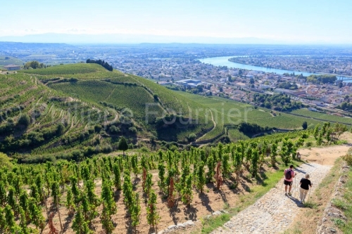 IMG_18093395_DROME (26)  TAIN L'HERMITAGE PAYSAGE VINS DES CôTE