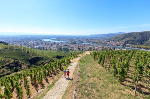 IMG_18093428_DROME (26)  TAIN L'HERMITAGE PAYSAGE VINS DES CôTE