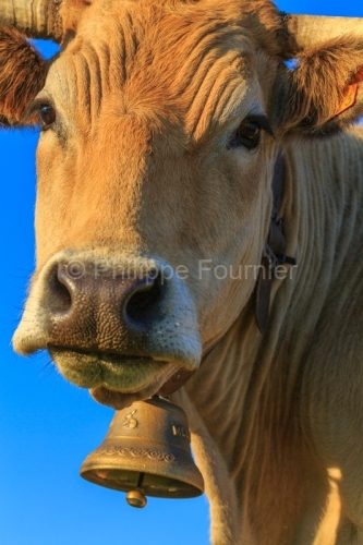 IMG_19076336_LOZèRE (48) MARCHASTEL MONTS D'AUBRAC VACHE RACE A