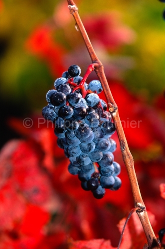 IMG_81516_TARN (81)  GAILLAC VIGNOBLE GAILLACOIS GRAPPE RAISIN C
