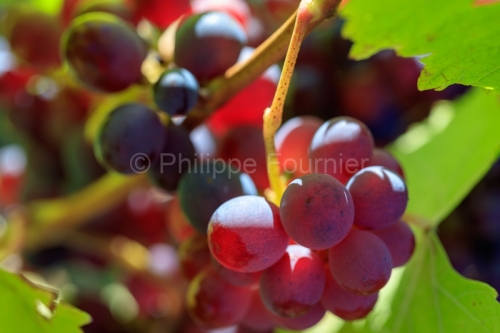 IMG_18083088__Drome_Châtillon-en-Diois_Vignoble.CR2