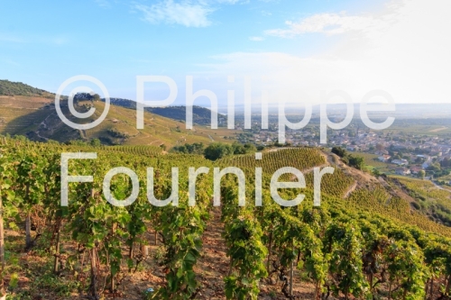 IMG_59938_ARDECHE (07)  CORNAS LE VIGNOBLE CéPAGE SYRAH VUE SUR