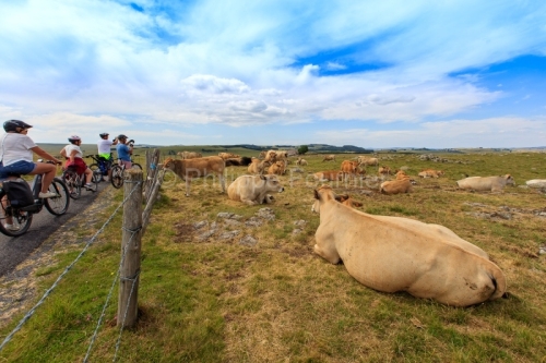 IMG_19076786_LOZèRE (48) MARCHASTEL MONTS D'AUBRAC VACHE AUBRAC