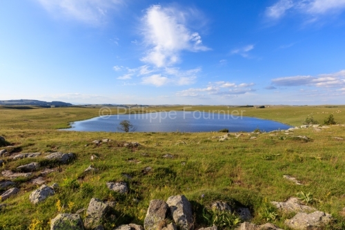 IMG_19076888_Lozère (48) Marchastel Monts d'Aubrac lac de Born