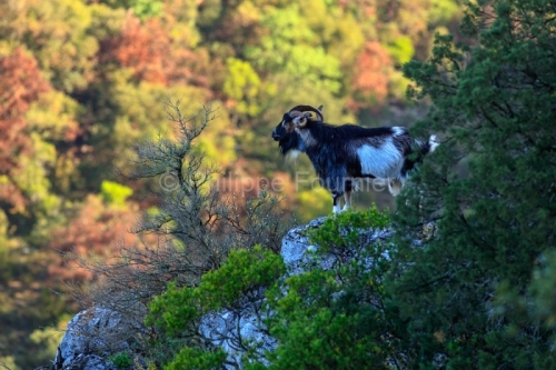 IMG_18041476_Ardeche (07) saint remeze reserve naturelle des gor