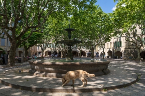 IMG_18054950_GARD (30)  UZES PLACE AUX HERBES UN CHIEN SUIT UN P