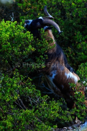 IMG_18041446_Ardeche (07) saint remeze reserve naturelle des gor