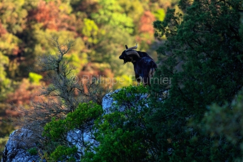 IMG_18041507_Ardeche (07) saint remeze reserve naturelle des gor