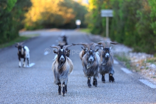 IMG_18041904_Ardeche (07) saint remeze reserve naturelle des gor