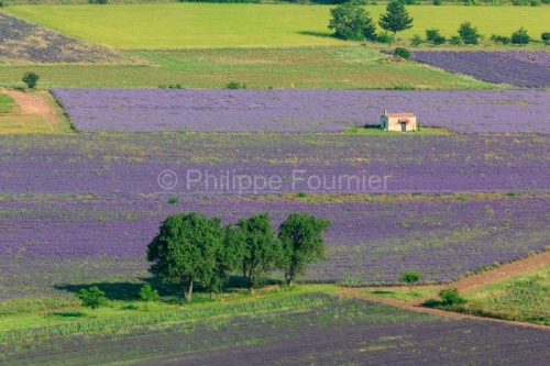 IMG_18071666_VAUCLUSE (84)  SAULT PAYSAGE UN CABANON DANS UN CHA