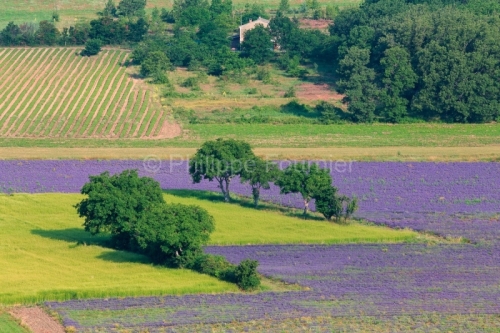 IMG_18071667_VAUCLUSE (84)  SAULT PAYSAGE CHAMP DE LAVANDES