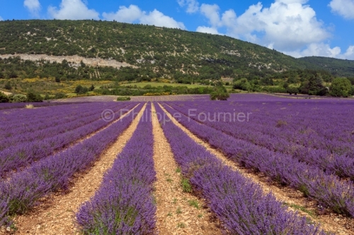 IMG_18071742_VAUCLUSE (84)  MONIEUX PAYSAGE CHAMP DE LAVANDES.