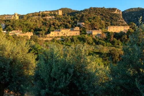 IMG_18072043_VAUCLUSE (84)  OPPèDE LE VIEUX UN CHAMP D'OLIVIERS