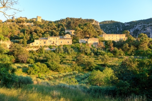 IMG_18072044_VAUCLUSE (84)  OPPèDE LE VIEUX UN CHAMP D'OLIVIERS