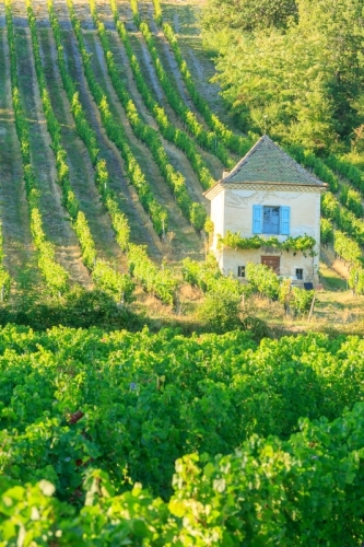 IMG_18082991_DROME (26)  CHATILLON EN DIOIS PARC NATUREL REGIONAL DU VERCORS CABANON DANS LES VIGNES AU SERRE DU POET