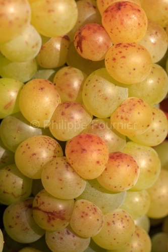 IMG_18094018_DROME (26)  CHATILLON EN DIOIS PARC NATUREL REGIONAL DU VERCORS DOMAINE DE MAUPAS JEROME CAYOL LE VIGNOBLE AOC CEPAGE GRAPPE DE RAISIN MUSCAT BLANC.