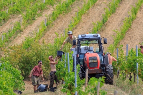 IMG_18094504_DROME (26)  CHATILLON EN DIOIS PARC NATUREL REGIONAL DU VERCORS DOMAINE DE MAUPAS JEROME CAYOL LE VIGNOBLE VENDANGES à LA MAIN RAISIN MUSCAT BLANC SERRE DE COSTADIOS