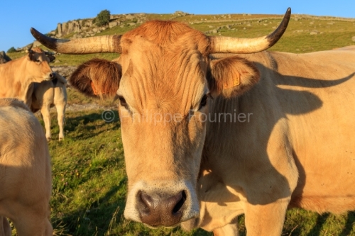 IMG_19076340_LOZèRE (48) MARCHASTEL MONTS D'AUBRAC VACHE RACE A