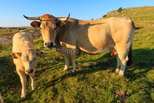 IMG_19076363_LOZèRE (48) MARCHASTEL MONTS D'AUBRAC VACHE ET SON