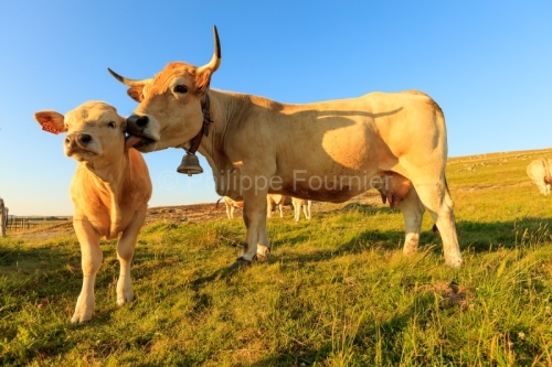 IMG_19076410_LOZèRE (48) MARCHASTEL MONTS D'AUBRAC VACHE ET SON
