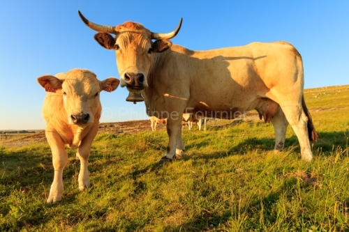 IMG_19076439_LOZèRE (48) MARCHASTEL MONTS D'AUBRAC VACHE ET SON