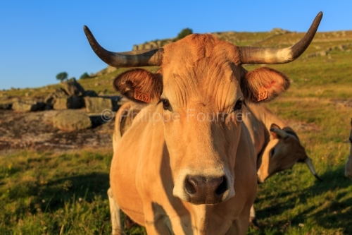 IMG_19076446_LOZèRE (48) MARCHASTEL MONTS D'AUBRAC VACHE RACE A