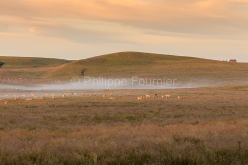 IMG_19077953_LOZèRE (48) MARCHASTEL MONTS D'AUBRAC BRUME MATINA
