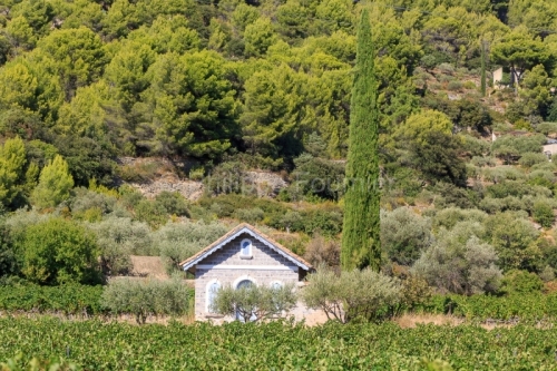 IMG_1909121238_Vaucluse (84) Beaumes de Venise Paysage cabanon d