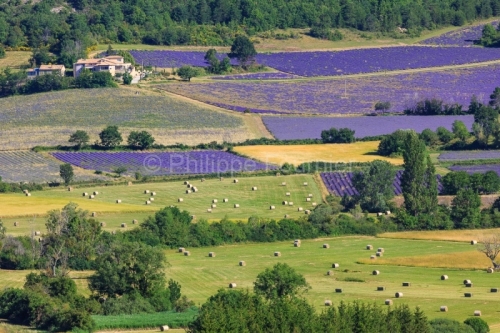 IMG_1907061778_Vaucluse (84)  Sault le chemin des lavandes champ
