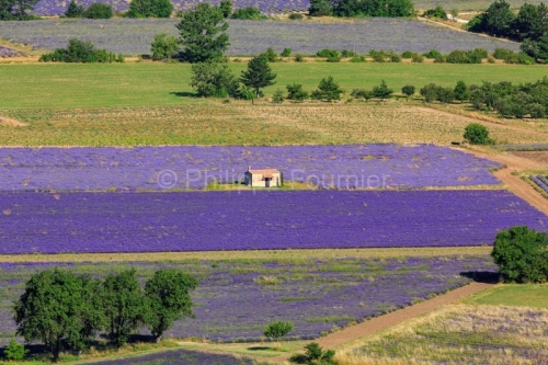 IMG_1907061784_Vaucluse (84)  Sault le chemin des lavandes champ