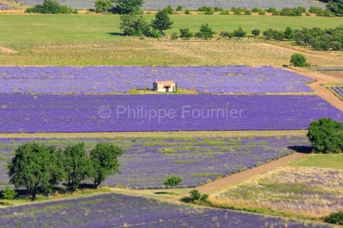 IMG_1907061788_Vaucluse (84)  Sault le chemin des lavandes champ