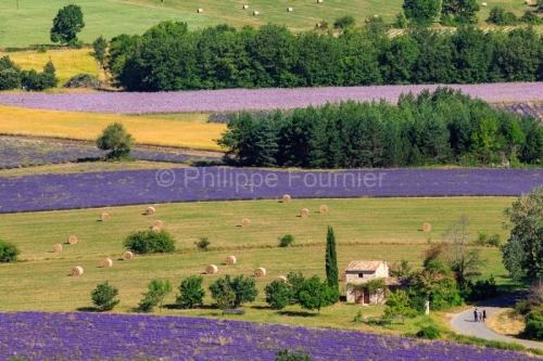 IMG_1907061810_Vaucluse (84)  Sault le chemin des lavandes champ