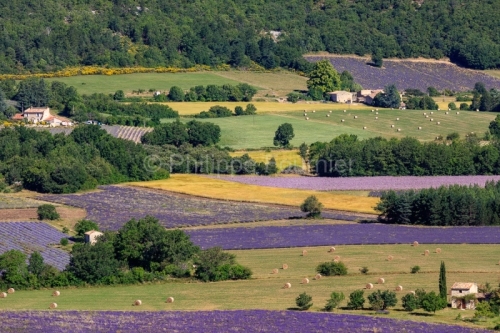 IMG_1907061828_Vaucluse (84)  Sault le chemin des lavandes champ