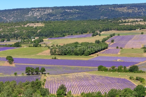 IMG_1907061846_Vaucluse (84)  Sault le chemin des lavandes champ