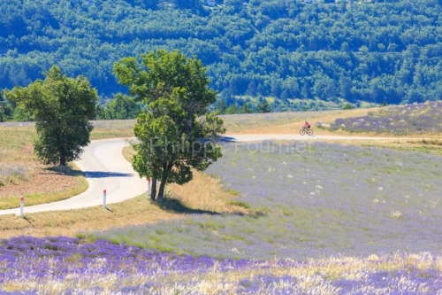 IMG_1907061848_Vaucluse (84)  Sault Mont Ventoux Cyclotourisme m