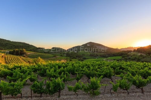 IMG_1907072412_vaucluse (84) la roque alric le vignoble, beaumes