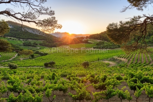 IMG_1907072452_.dngvaucluse (84)  la roque alric le vignoble, be