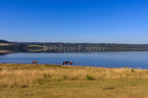 IMG_1907201111_Lozère (48)  Langogne Lac de Naussac Chevaux au