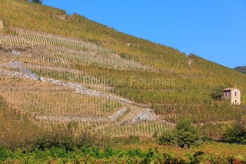 IMG_17108199_ARDECHE (07) CORNAS VINS DES CôTES DU RHôNE LE VI