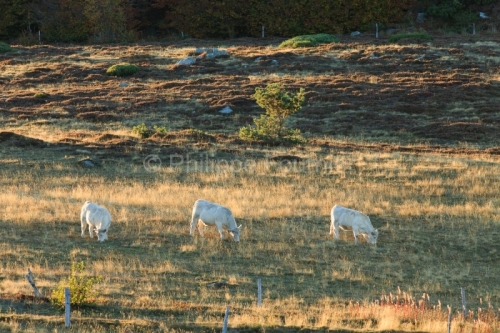 IMG_17108355_ARDECHE (07) SAINT MARTIAL (PARC NATUREL REGIONAL D
