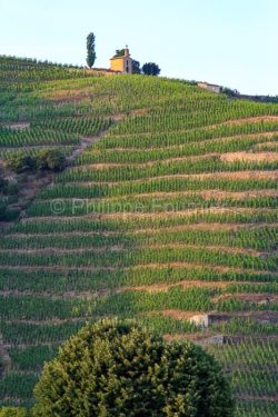 IMG_16076038_drome (26) tain l'hermitage paysage vins des côtes