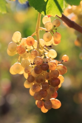 IMG_16091750_ARDECHE (07) BOURG SAINT ANDEOL NOTRE DAME DE COUSIGNAC RAISINS CéPAGE CLAIRETTE