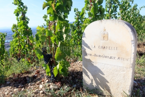 IMG_15084200_DROME (26) TAIN L'HERMITAGE VIGNOBLE DE L'HERMITAGE