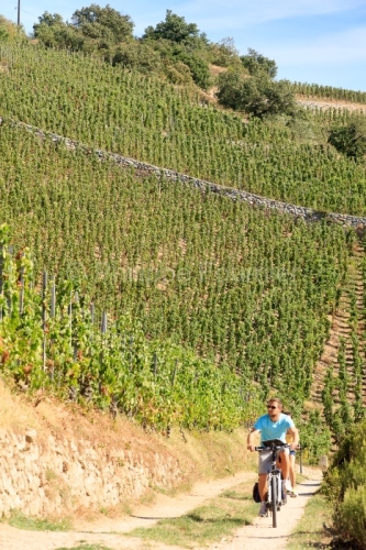 IMG_15084235_DROME (26) TAIN L'HERMITAGE PAYSAGE VINS DES CôTES