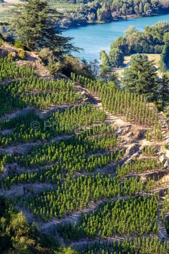 IMG_15084424_ardèche (07) tournon sur rhone agriculture viticul