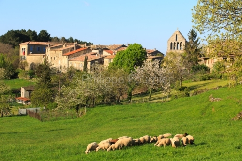 IMG_13046867_Ardeche (07) ailhon village de caractere moutons en