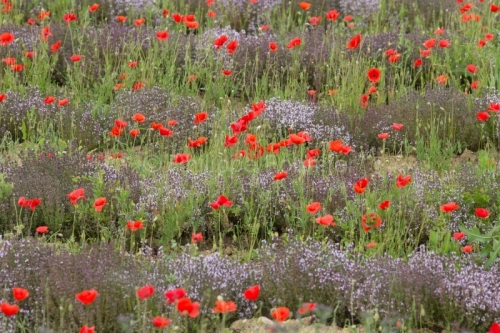 IMG_13060549_ARDECHE (07) GROSPIERRES PAYSAGE COQUELICOTS THYM E