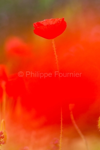 IMG_13060555_ARDECHE (07) GROSPIERRES PAYSAGE COQUELICOTS THYM E