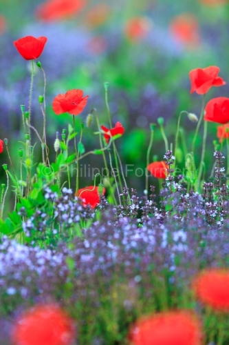 IMG_13060587_ARDECHE (07) GROSPIERRES PAYSAGE COQUELICOTS THYM E